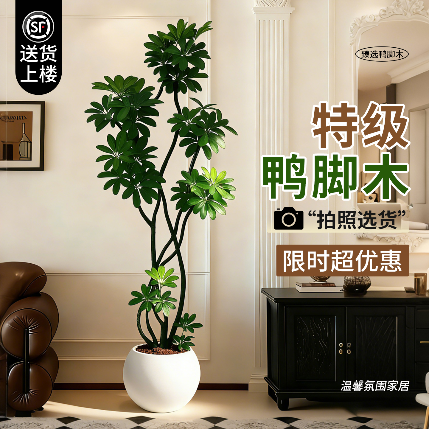 造型鸭脚木客厅绿植高级感室内大型盆栽高端大气上档次落地鸭掌木