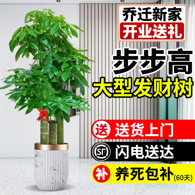 发财树三杆步步高客厅大型绿植原生大盆栽室内乔迁办公室开业送礼,鲜花速递/花卉仿真/绿植园艺,大型绿植/成品组合盆栽,淘宝优惠券,粉丝福利购,淘宝优惠卷