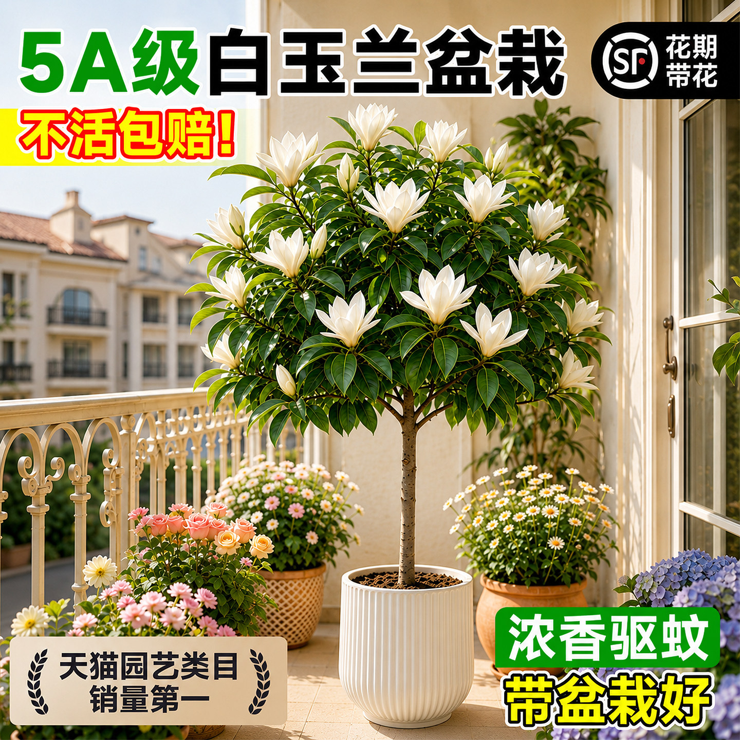 白玉兰黄角兰老桩盆栽带苞图片