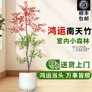 南天竹绿植室内盆栽客厅高级感南天竹火焰红落地绿植摆件四季好养