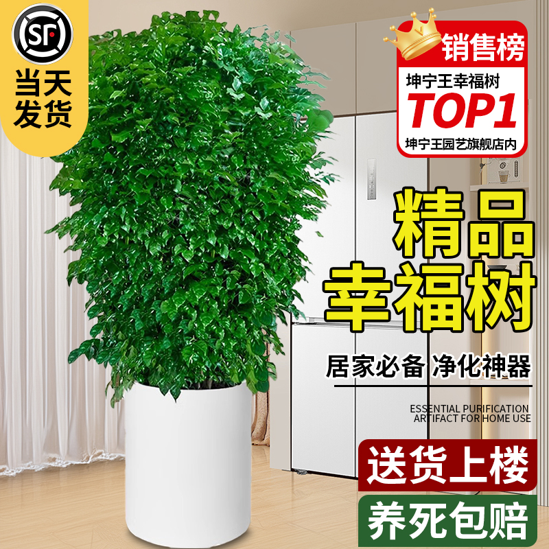 室内大型绿植丛生幸福树好养易活