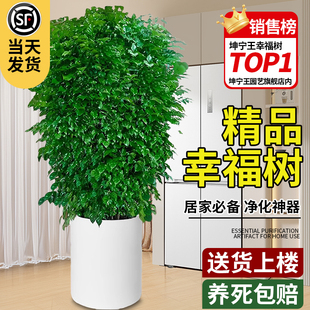 幸福树客厅大盆栽室内大型绿植吸甲醛丛生树苗禄宝平安树老桩绿宝