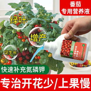 小番茄肥料专用营养液西红柿圣女果肥料有机盆栽西红柿专用水溶肥