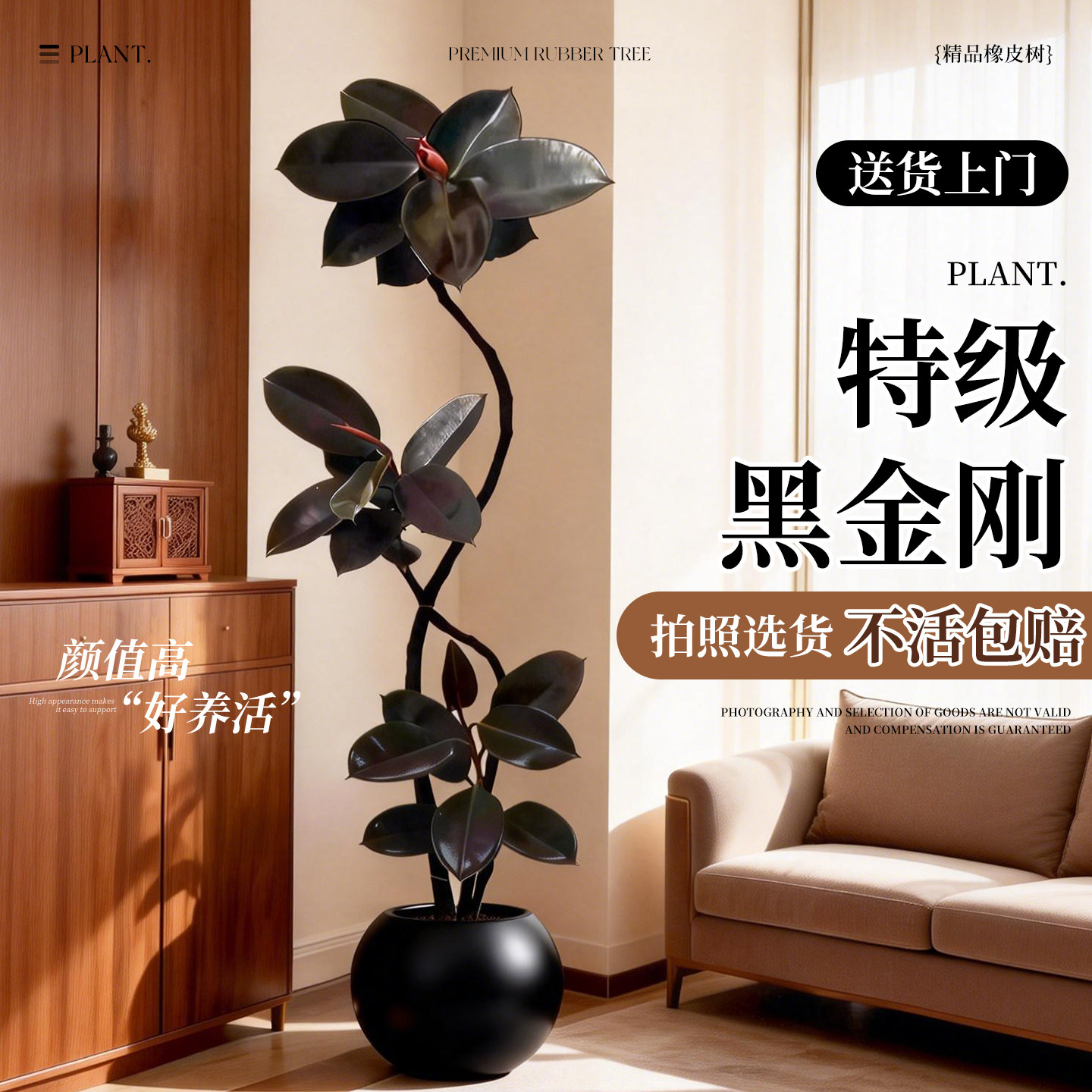 造型黑金刚橡皮树客厅绿植高级感大盆栽植物轻奢办公室内高端好养