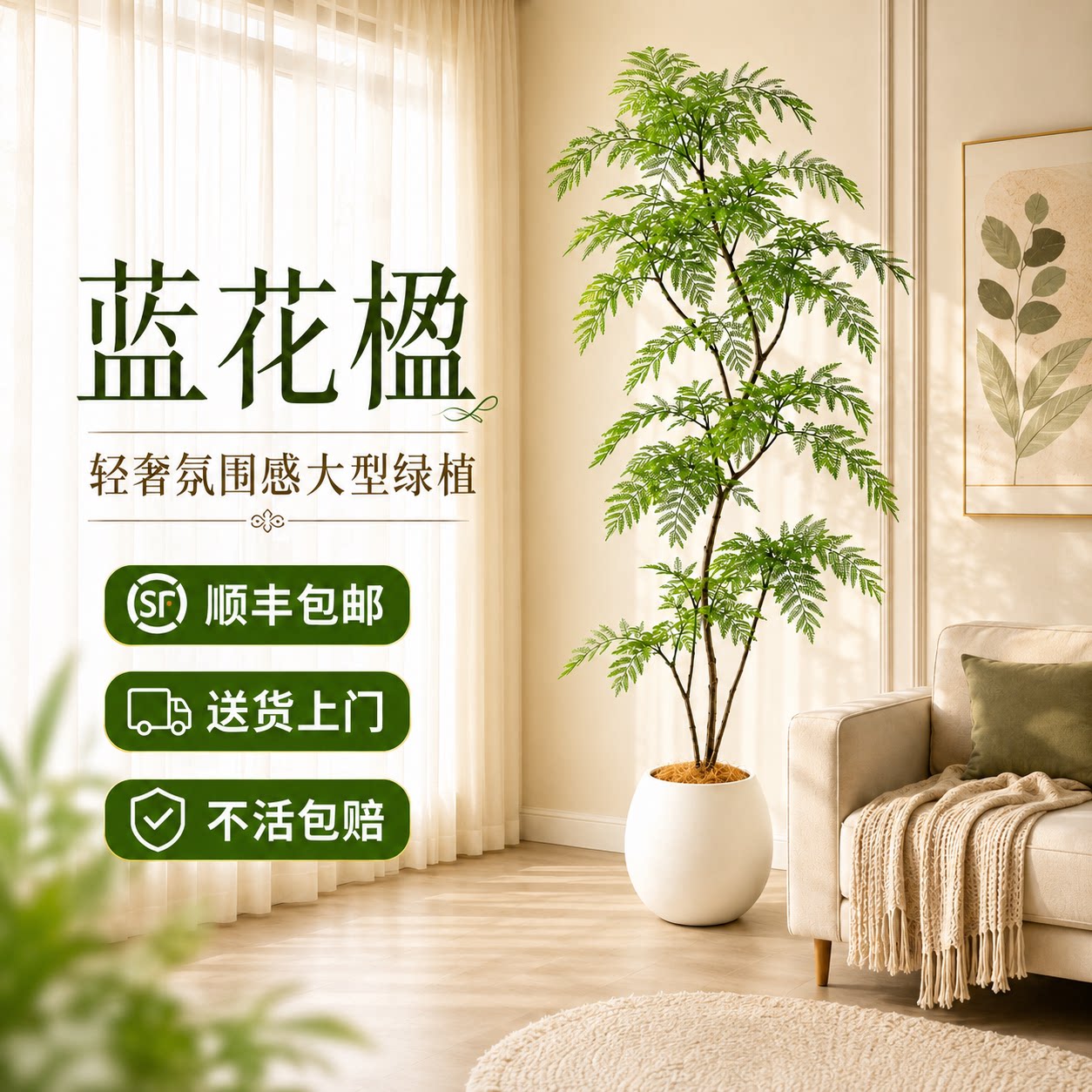 蓝花楹落地盆栽高级感好养图片