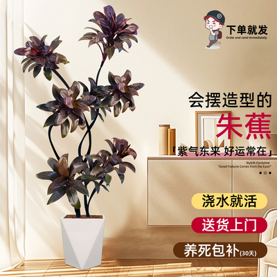 娃娃朱焦好养室内大型落地绿植