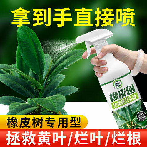 橡皮树专用免稀释营养液液体肥