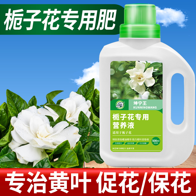 坤宁王栀子花营养花大色艳