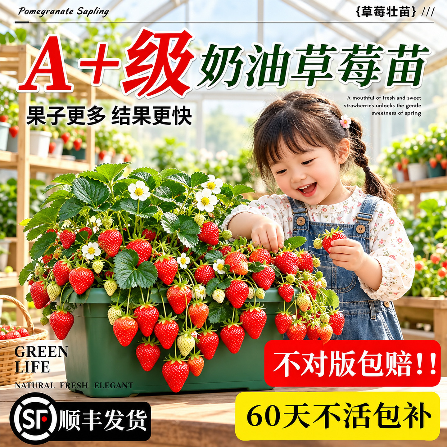 草莓苗秧盆栽奶油四季结果脱毒优质玄玉草莓新苗特大号批发果树苗