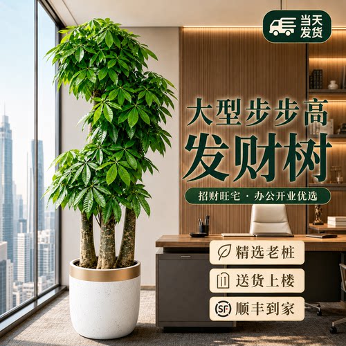 客厅办公室步步高三杆发财树盆栽