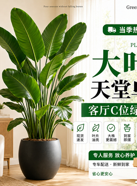 天堂鸟盆栽客厅室内大型绿植办公室真花卉鹤望兰轻奢观赏绿色植物