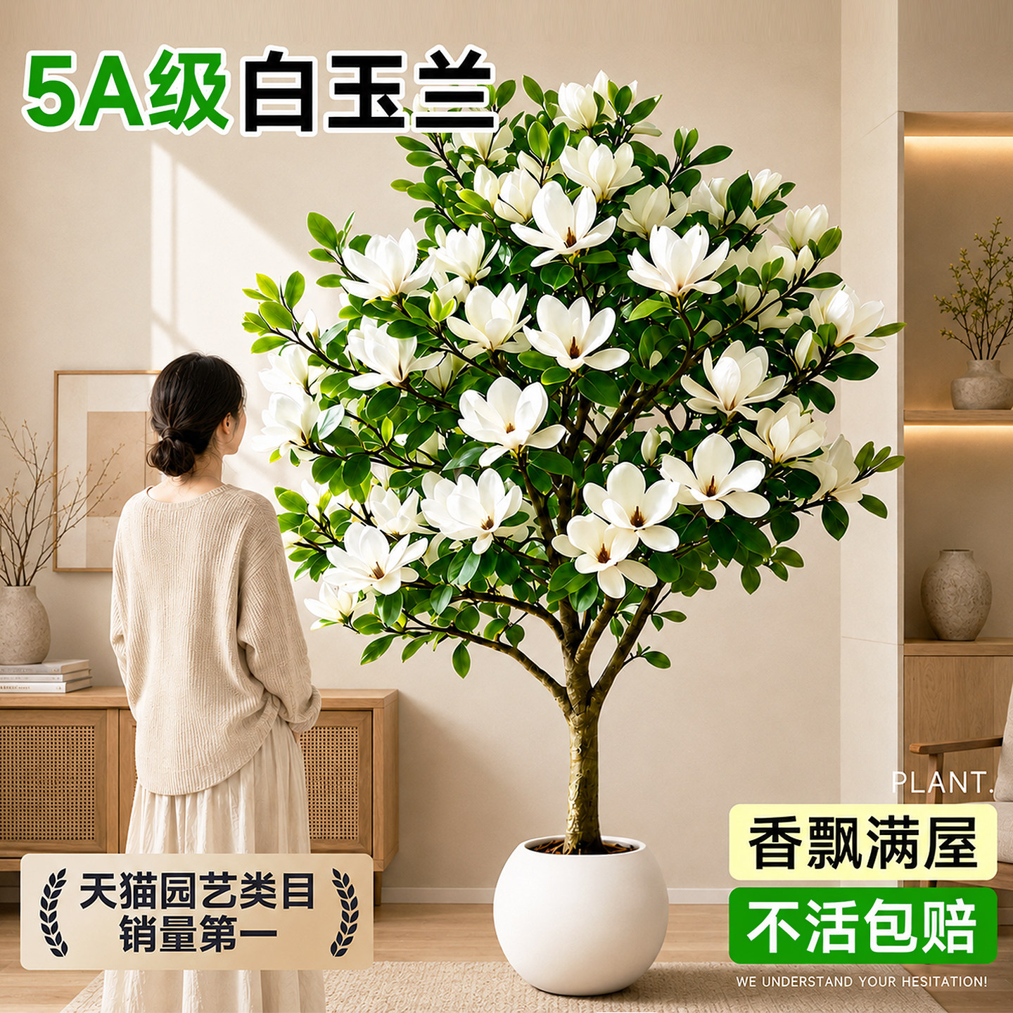 白玉兰黄角兰老桩盆栽带苞耐寒图片