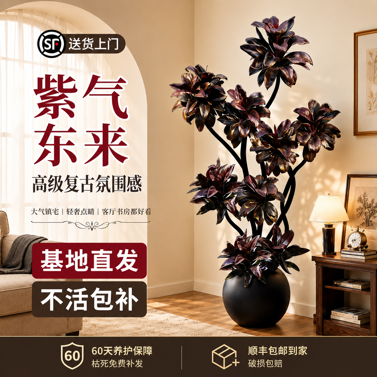 紫气东来盆栽大型绿植朱蕉娃娃黑金刚橡皮树客厅室内阳台绿植好养
