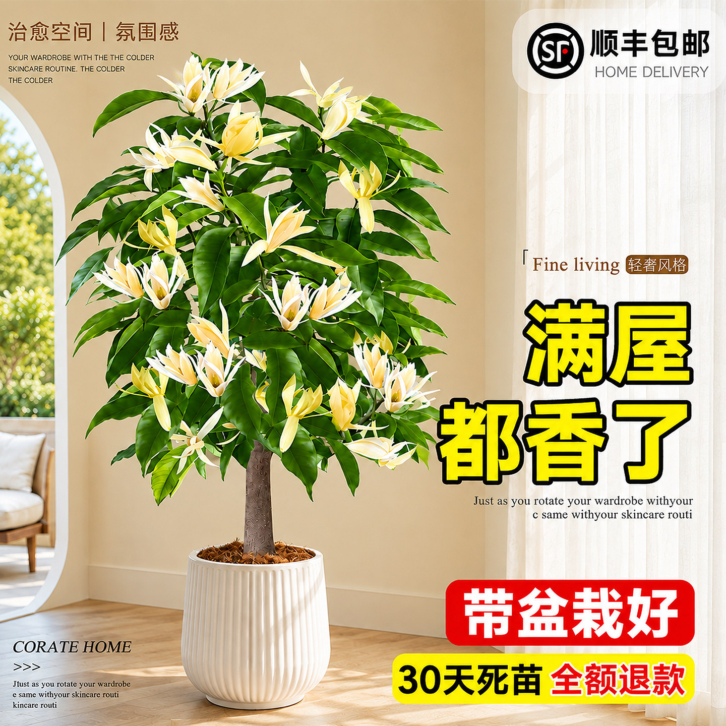 白玉兰老桩矮化盆栽带苞南北通栽图片
