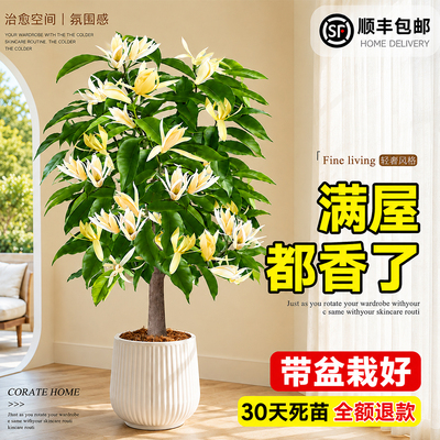 白玉兰老桩矮化盆栽带苞南北通栽
