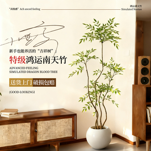 南天竹盆栽客厅大型绿植真树火焰红老桩办公室内高级感落地式 大号