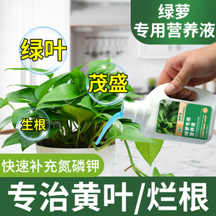 绿萝专用肥料营养液水培植物绿萝专用营养液室内盆栽专用水溶肥料