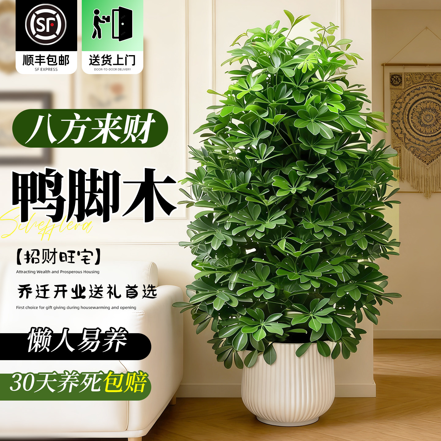 鸭脚木盆栽客厅绿植花卉室内大型鸭掌木八方来财七叶莲植物发财树
