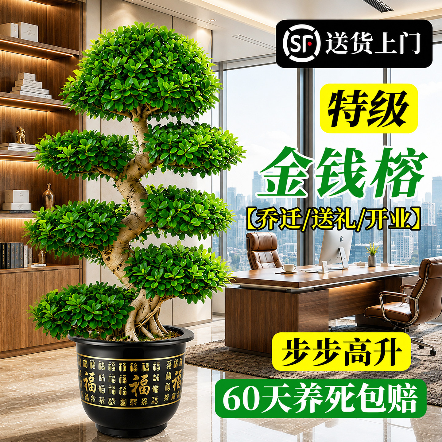 摇钱树盆栽金钱榕客厅绿植开业送礼乔迁旺宅大型好养盆景招财植物