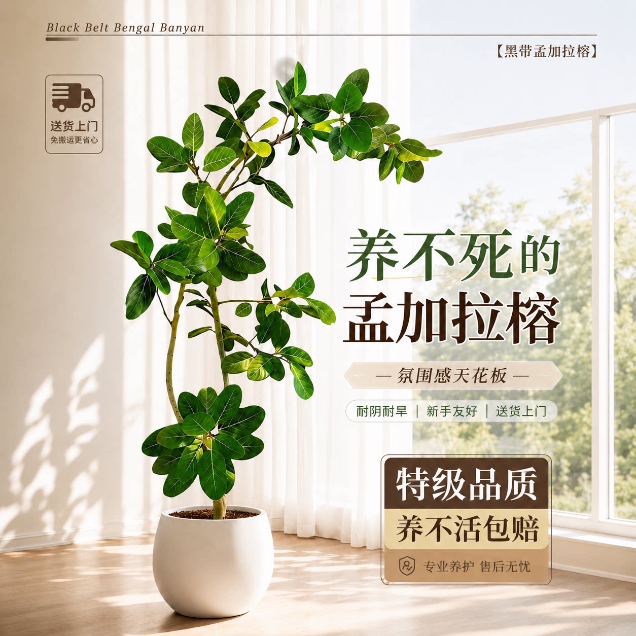 孟加拉榕树客厅绿植室内大型植物黄金榕高级感盆栽客厅高端好养