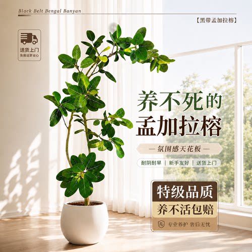 孟加拉榕黄金榕客厅高端好养盆栽