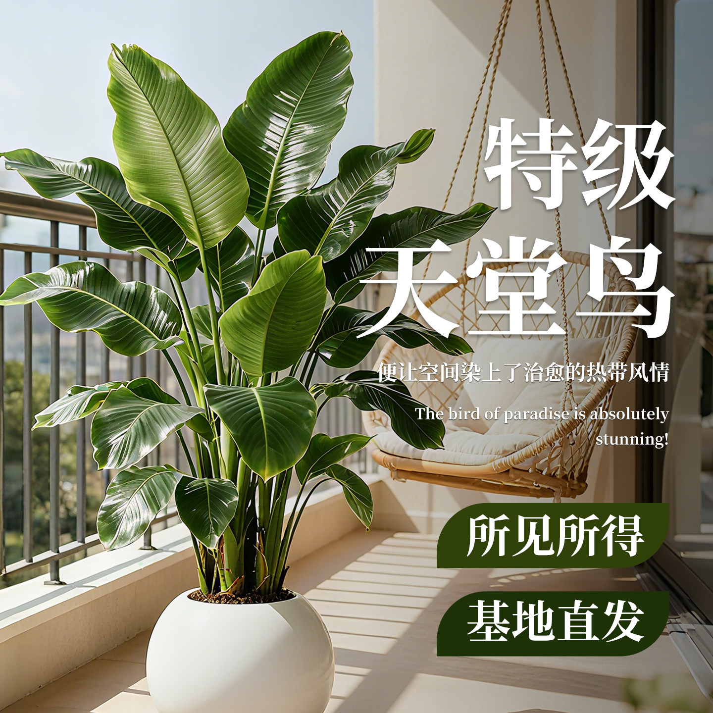 天堂鸟绿植室内办公室客厅大型植物盆栽高级感落地大号好养真花