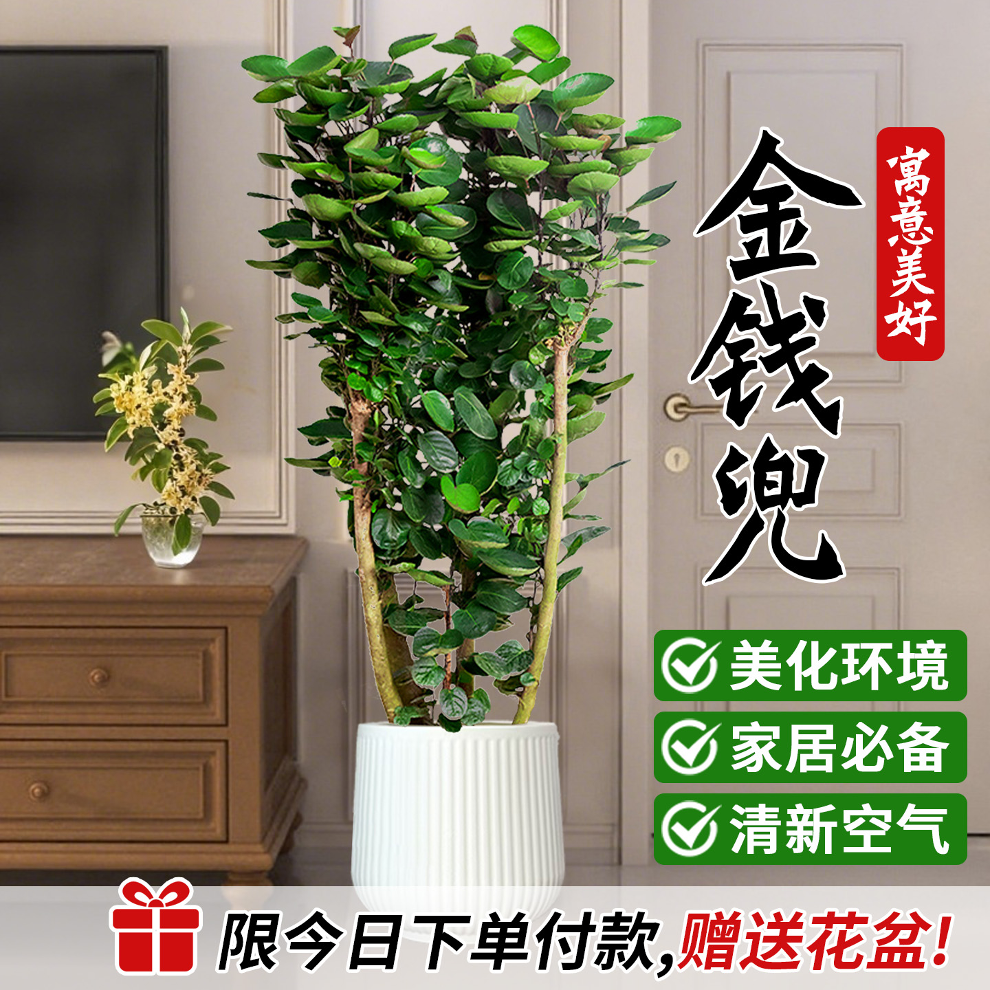 金钱兜发财树室内客厅绿植园叶
