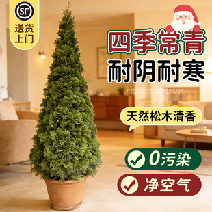 圣诞树高级感真树龙柏大绿植客厅盆栽松柏好养活大型植物落地盆景