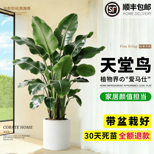 客厅办公室大型大叶绿植盆栽