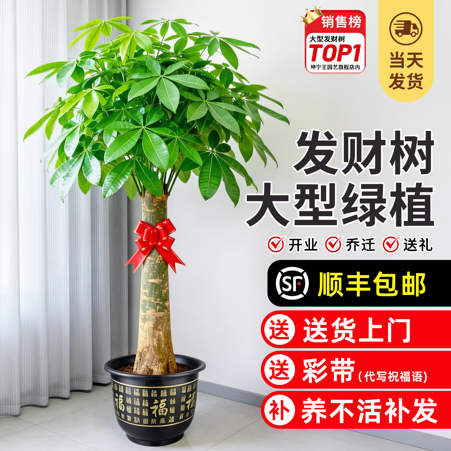 发财树盆栽大棵室内摆客厅大型步步高招财树绿植物办公室2026新款