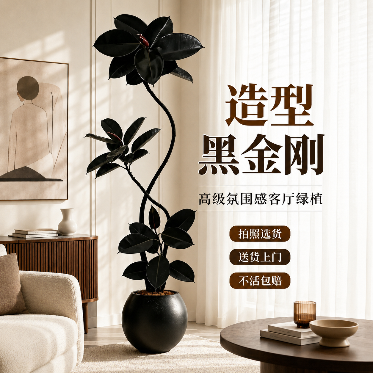黑金刚橡皮树客厅绿植高级感大盆栽植物轻奢办公室内落地高端好养