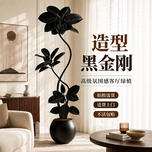 黑金刚橡皮树轻奢好养落地盆栽