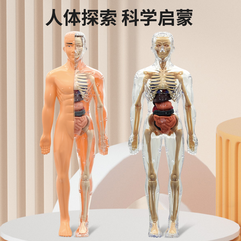 人体探索模型儿童科学玩具3d结构骨骼架模型器官脏解剖医学可拆卸
