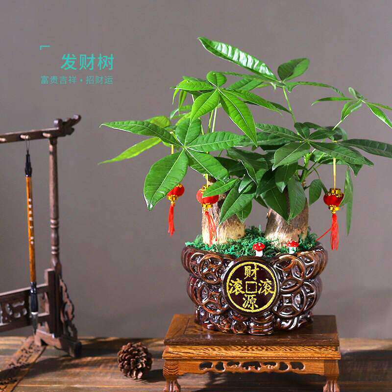发财树盆栽树桩招财室内大型绿植办公桌前台大号金钱树四季常青
