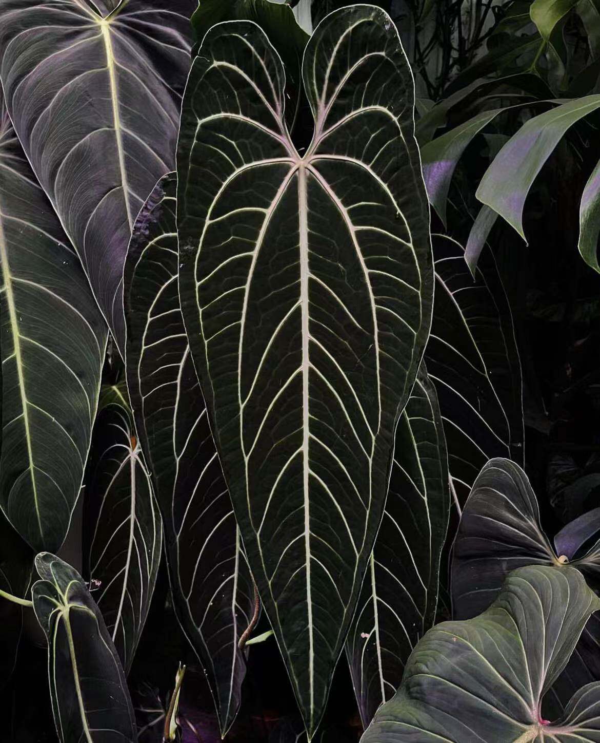 南美黑窄火鹤后花烛 anthurium warocqueanum雨林植大观叶绿植盆