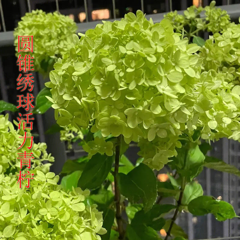 圆锥绣球活力青柠大苗盆栽大花朵阳台庭院花园植物八仙花好养活