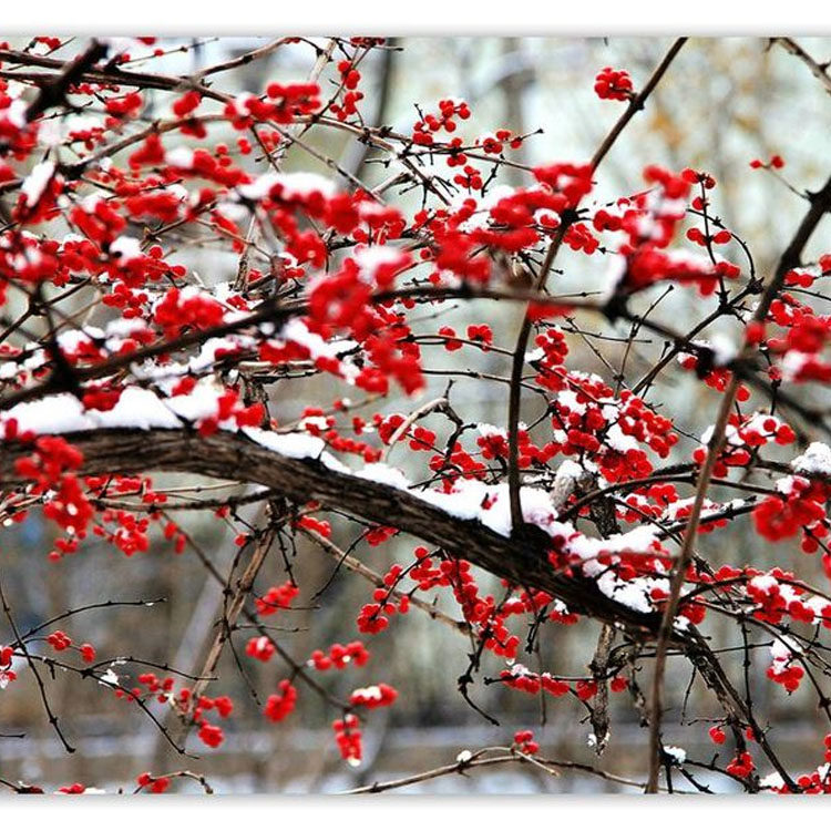 金银忍冬又叫金银木庭院绿化灌木花卉耐寒耐冷好养好成活盆栽,鲜花速递/花卉仿真/绿植园艺,观叶 /花灌木,淘宝优惠券,粉丝福利购,淘宝优惠卷