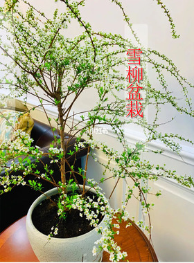 雪柳喷雪花珍朱梅盆栽线秀菊好养易灌木活喷绿色植物阳台庭院花卉