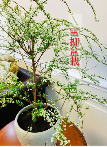 雪柳喷雪花珍朱梅盆栽线秀菊好养易灌木活喷绿色植物阳台庭院花卉
