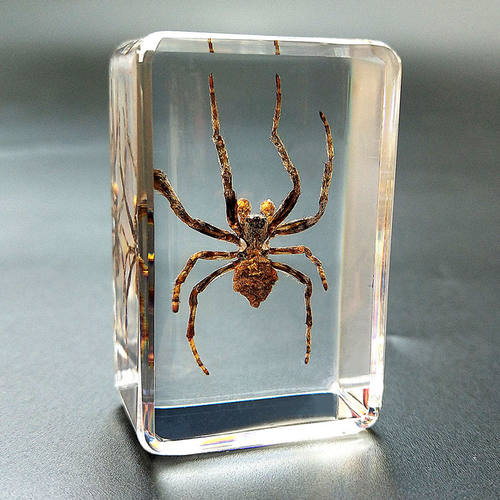 昆虫标本真虫独角仙素材模板 昆虫标本真虫独角仙图片下载 小麦优选