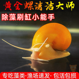 黄金螺鱼缸清洁除藻工具螺净化水质吃鱼粪喂乌龟狗头鱼饲料观赏螺
