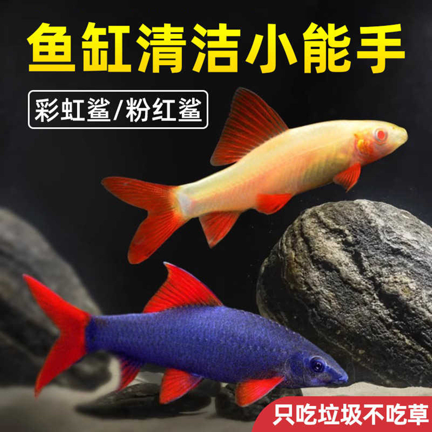 清道夫鱼金苔鼠鱼缸清洁工除藻工具鱼小型热带观赏鱼吃垃圾鱼活体