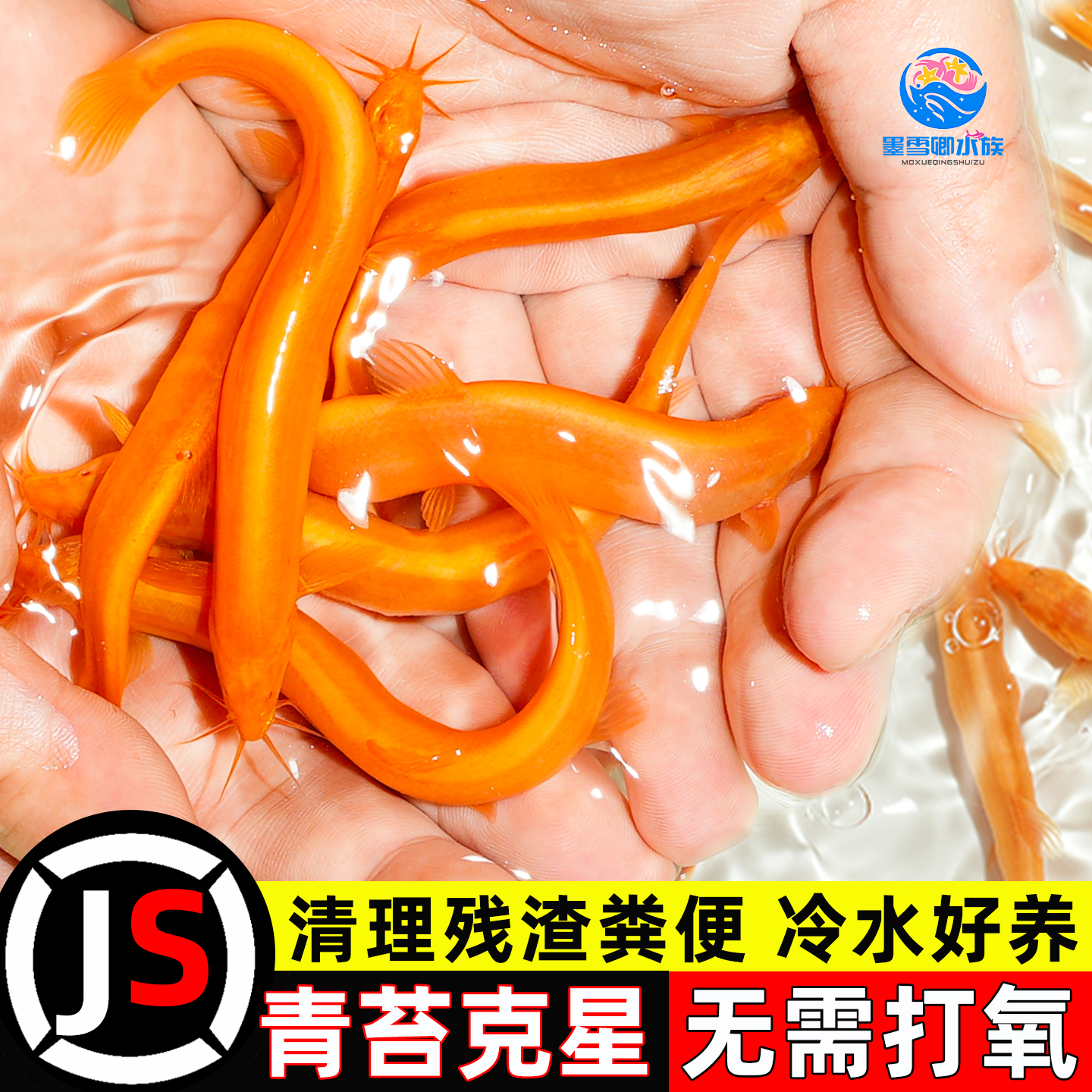 黄金鳅金龙鳅清道夫好养耐活观赏泥鳅淡水活体观赏鱼饲料工具鱼