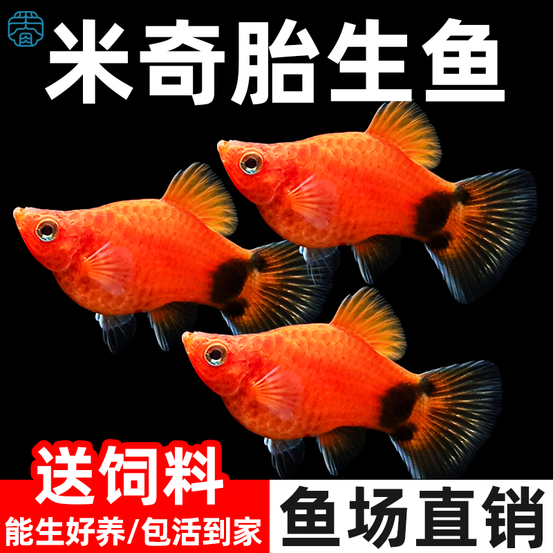 精品红米奇鱼孕母临产月光胎生鱼苗观赏鱼小型淡水热带鱼好养耐活
