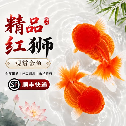 狮子头金鱼泰狮红国狮观赏活鱼淡水锦鲤自来水好养耐活小型冷水鱼