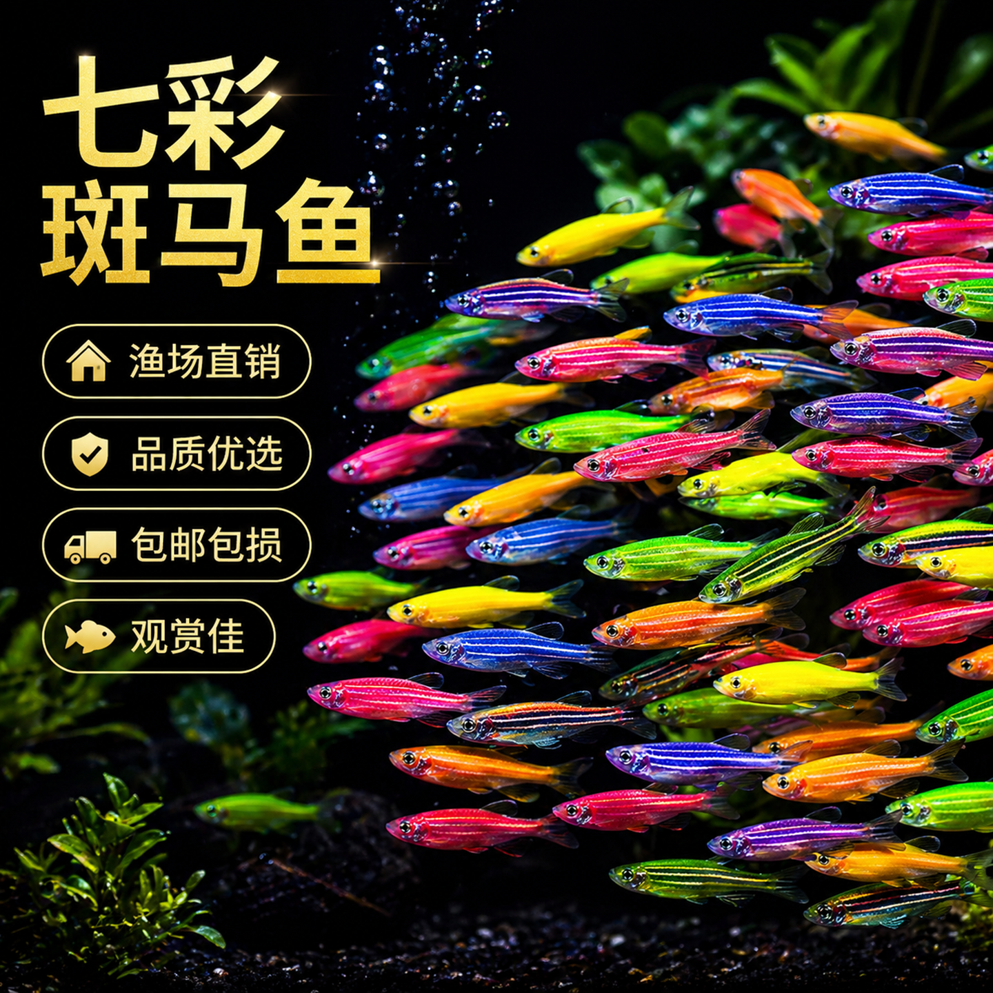 热带观赏鱼七彩斑马鱼红绿灯科鱼小型冷水淡水群游好养活的练手鱼