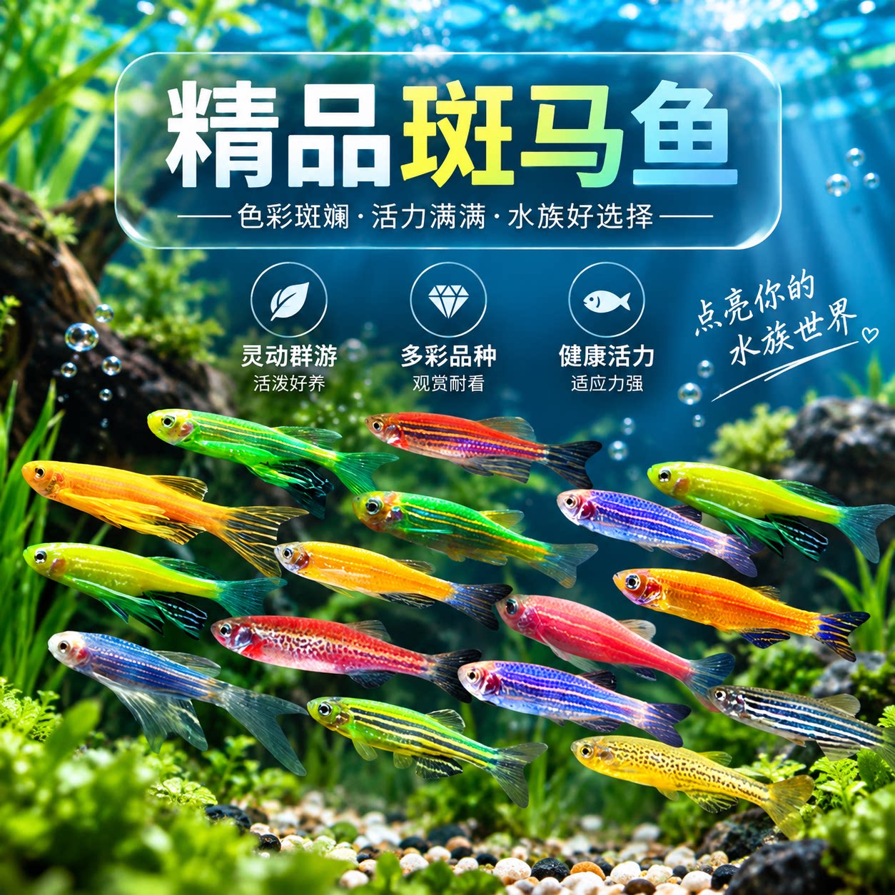 热带淡水观赏鱼苗群游好养耐活