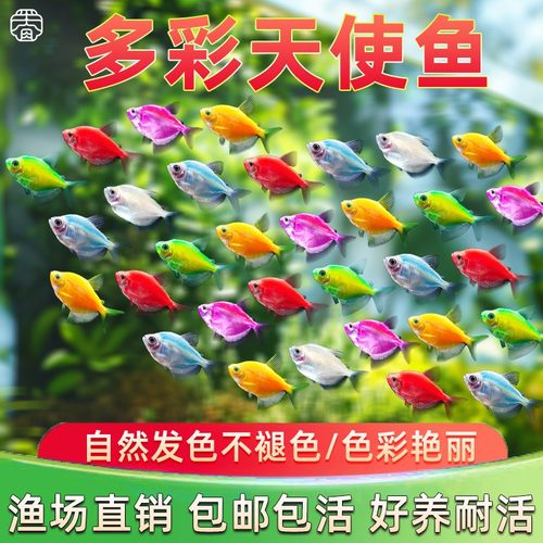 天使鱼糖果天使鱼小型淡水热带观赏鱼真实发色多色混搭不褪色好养