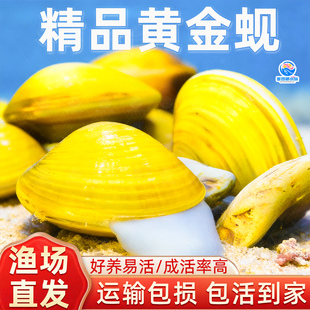 黄金蚬专吃鱼粪便净水河蚌冷水清道夫清洁工具观赏螺鱼苗观赏鱼