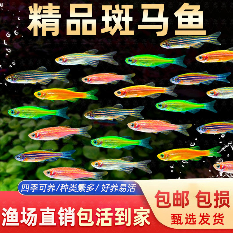 斑马鱼新手彩色热带鱼冷水观赏鱼淡水金鱼好养易活七彩糖果小型鱼